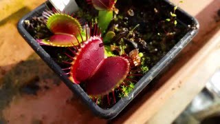 Feeding a cricket to my Venus Flytrap during dormancy