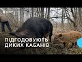 Черкащани підгодовують диких кабанів поблизу траси