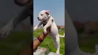 White American Bully Male Puppy For Sale In New Delhi