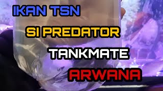 IKAN LELE TSN, SI PREDATOR TANKMATE ARWANA !!!