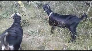 Tokat serpin yaylasında emmioğlu bugün keçileri bol uzun otlu yere getirmiş