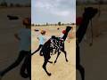 Kalu or Bachche￼ #song #rajasthani #jaisalmer #subscribe #viralshorts #india #youtube