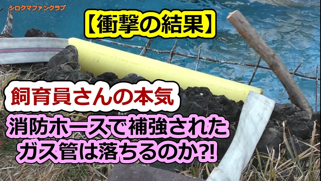 【衝撃の結果】飼育員さんの本気消防ホースで補強されたガス管は落ちるのか⁈