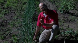Justin Talks About Weeding Strategies In The Garden