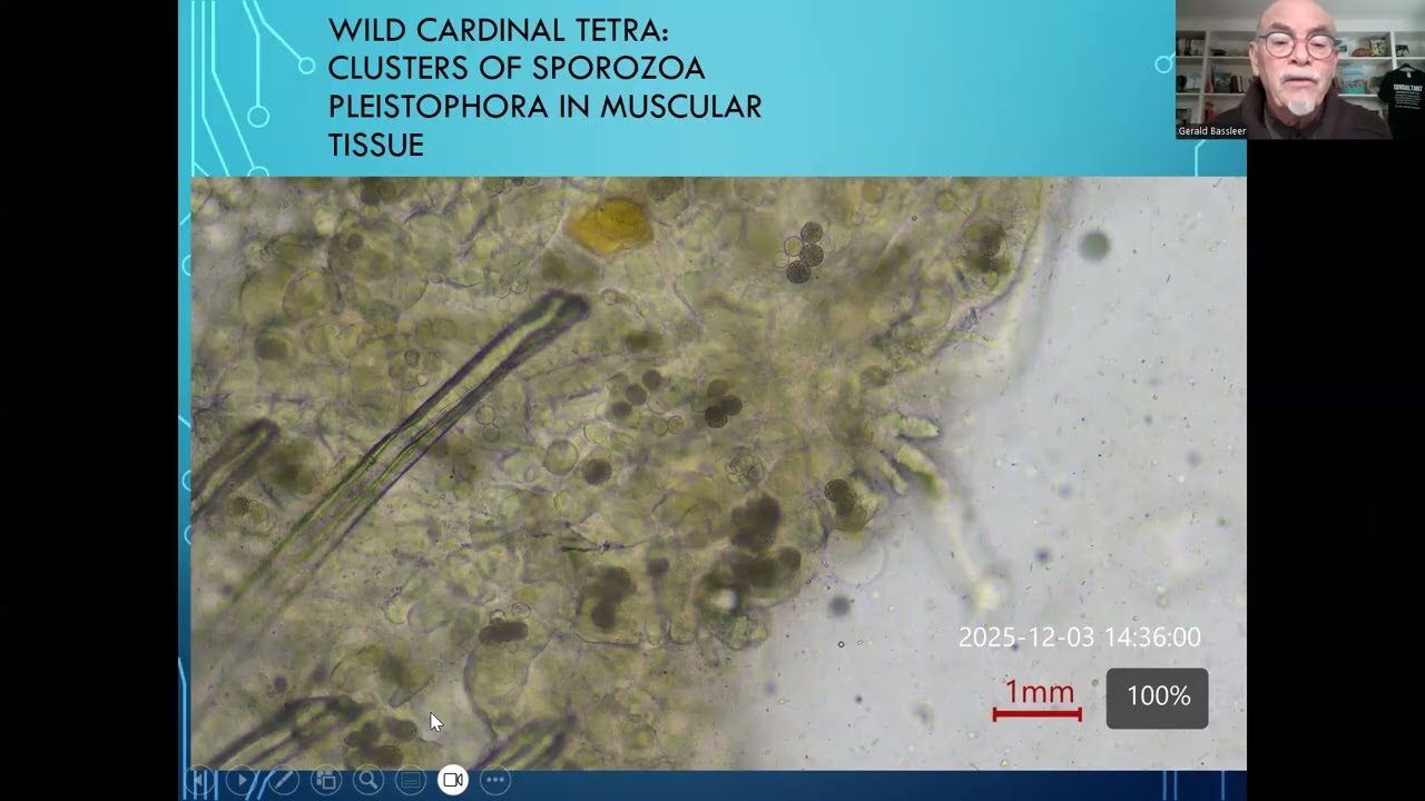 Fish disease case nr. 370 Wild Cardinal Tetra with real Neon disease Pleistophora