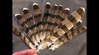 Falconry: Molting and reverse molting