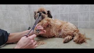 How to groom a Shorkie(Shih-Tzu/Yorkshire Terrier)dog breed, Full groom, fat deposit, dog grooming