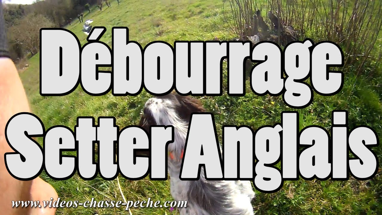 Dressage chien Setter Anglais (débourrage) - Drift HD Dressage chien Setter Anglais (débourrage) - Drift HD
