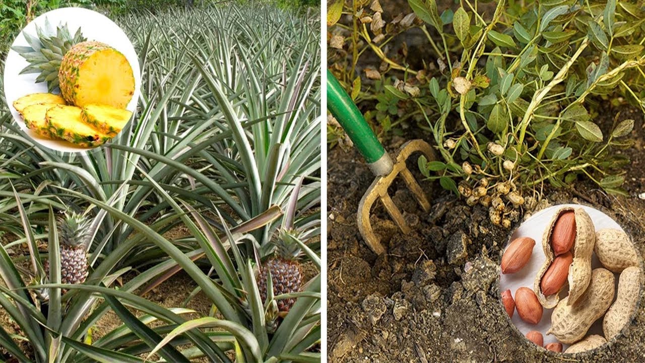 10 интересных фруктов, которые мы НЕ видели, когда были на ветке