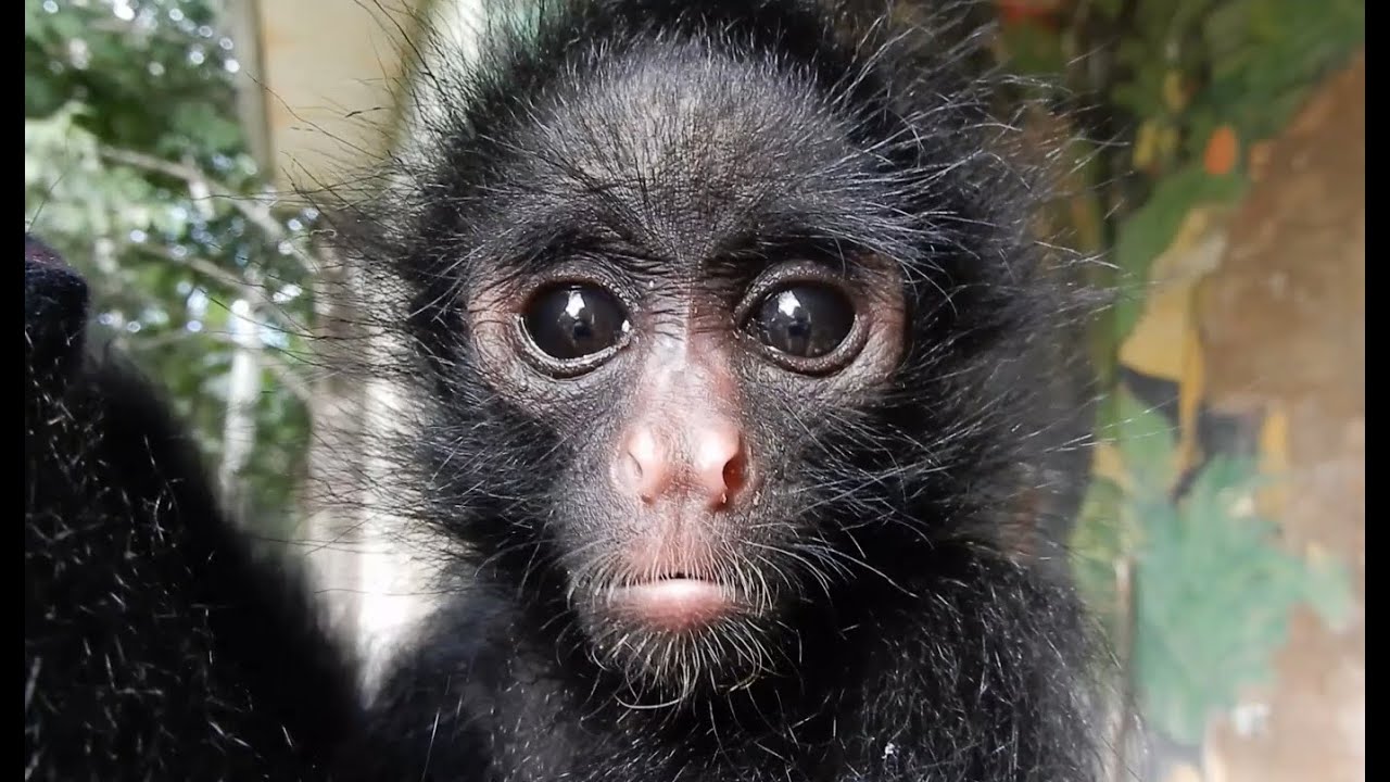 Madidi National Park and ONCA unite to rescue Spider monkeys