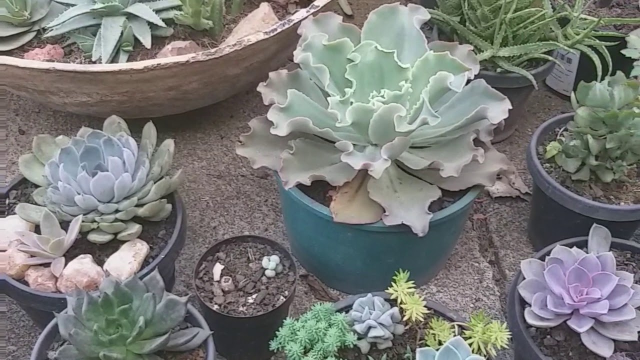 Parte das minhas suculentas!