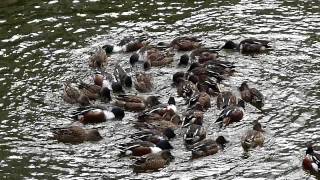 Japanese Ducks Caught In A Whirlpool Tokyo Irl On Kick Alohasteve