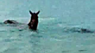 Video thumbnail of "PJ Harvey - Horses In My Dreams"
