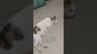 Do You Think The Cat Has Hands?