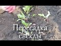 Пересадка свеклы, личный опыт.