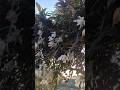 सुन्खरी फुल #सुन्खरीफुल #youtubeshorts #love #plants #keepsupporting