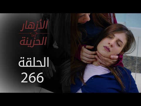 مسلسل الأزهار الحزينة الحلقة 266 الموسم الثاني
