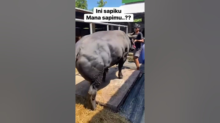 Sapi belgian blue super