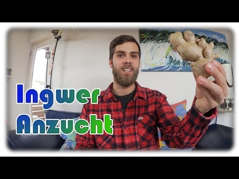 Video: Geeignete Begleiter für Ingwer - Was kann ich mit Ingwer in den Garten pflanzen?