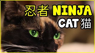 Ninja cat STRIKES again!  (Brother never sees it coming)