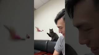 Котик играется с человеком