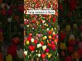 Tulip season in the Netherlands | How To See Tulip Fields near Amsterdam
