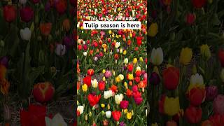 Tulip season in the Netherlands | How To See Tulip Fields near Amsterdam