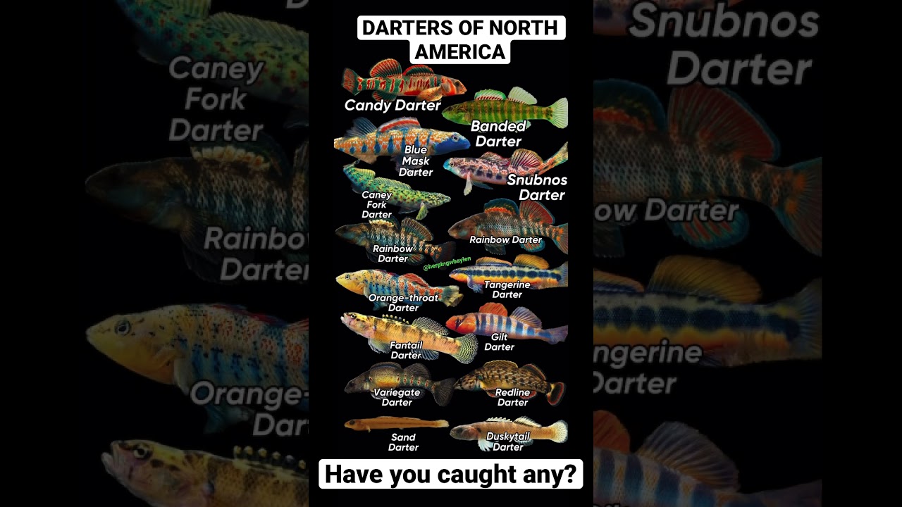 My favorite American Darters 🔥