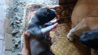 Malasef Yavrunun 1 Tanesi̇ni̇ Kaybetti̇k