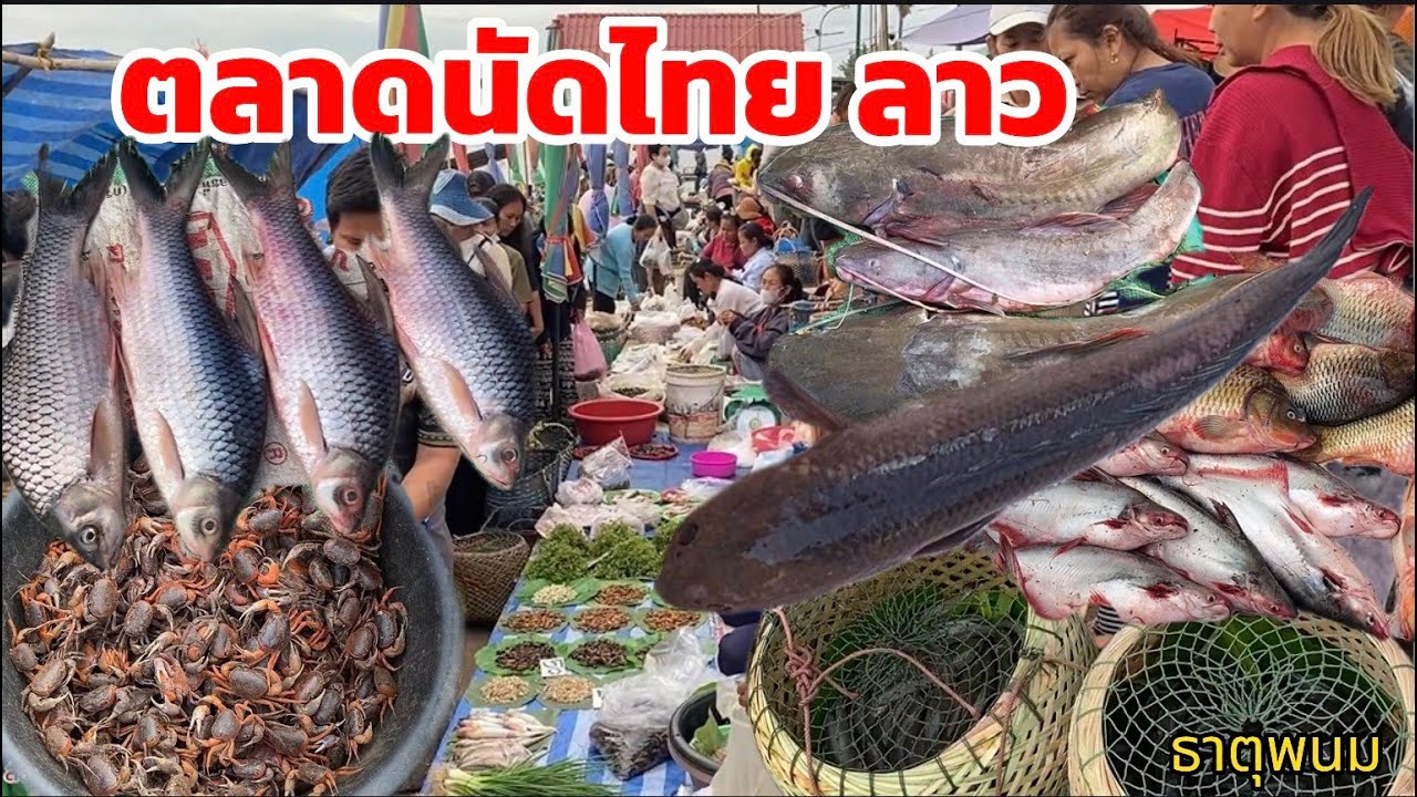 ตลาดนัดไทยลาว 11 ธค 68 ปลาค่อนา ปลาดุกนา ปูแดง ของขายหลายมื้อนี้ 