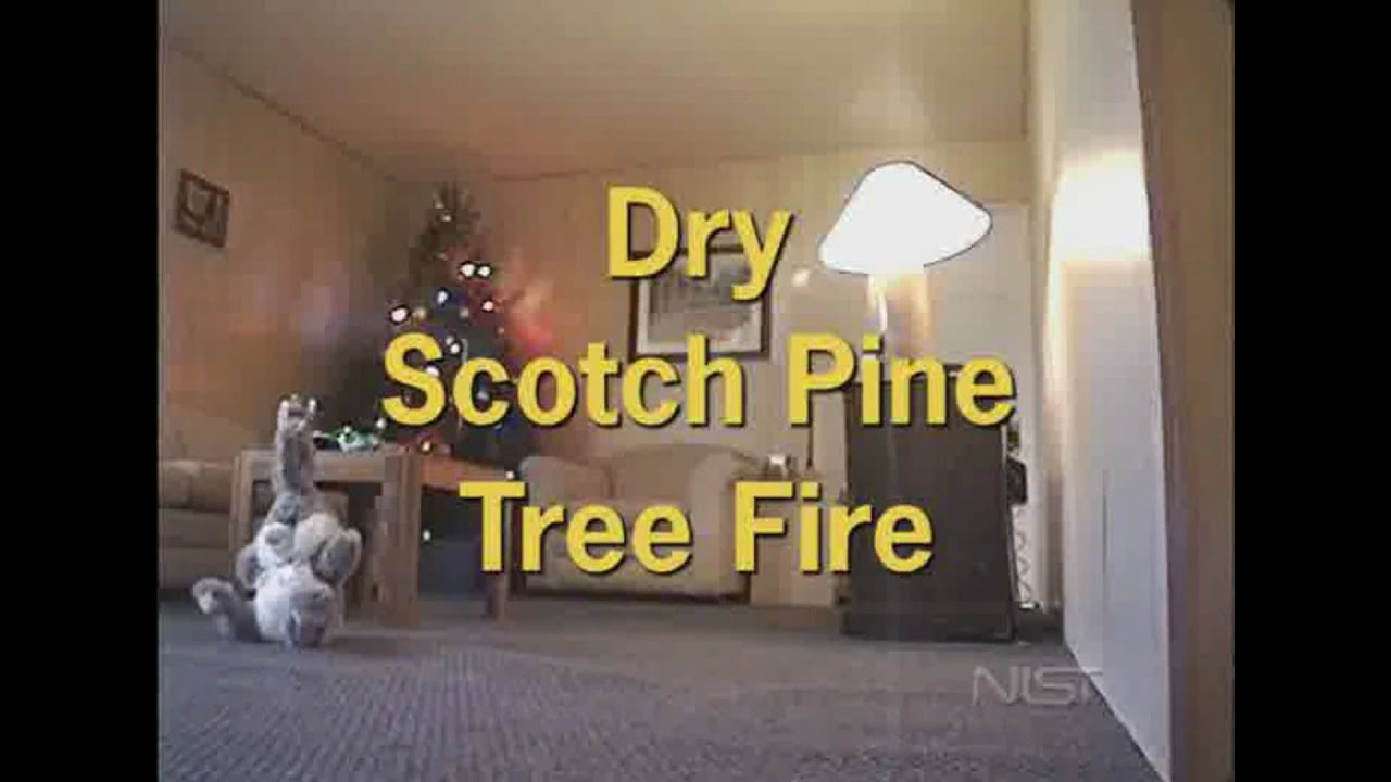 Don T Forget To Water Your Christmas Tree Youtube