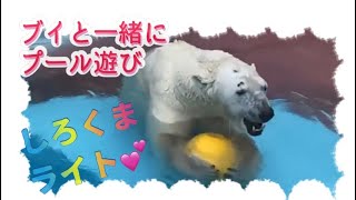 ブイ遊び楽しいね❤️しろくまライト君【平川動物公園】