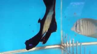 Pinnatus Batfish $159 -