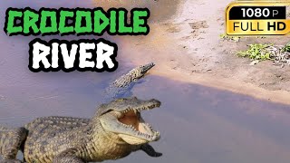 Crocodile River | Lake Turkana | Wildlife Documentary 
