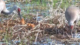 5\/19\/2022~Mississippi River Flyway Cam powered by EXPLORE.org~ Meet  The Sandhill Crane Family.