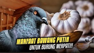 MANFAAT BAWANG PUTIH UNTUK MERPATI‼️