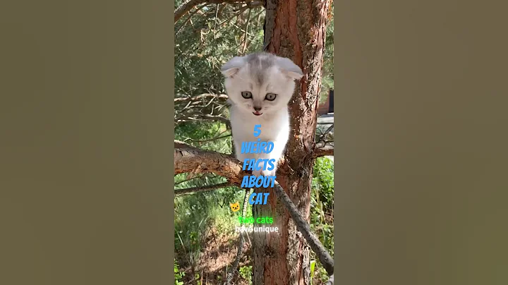 5 weird facts about cats