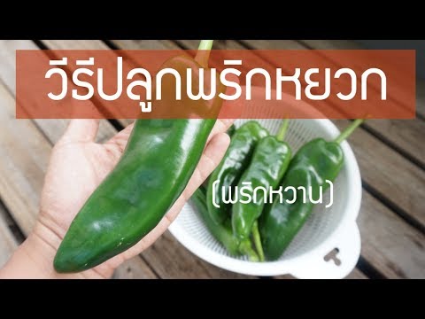 ปลูกผักในกระถาง EP. 46 วิธีปลูกพริกหยวก (พริกหวาน)