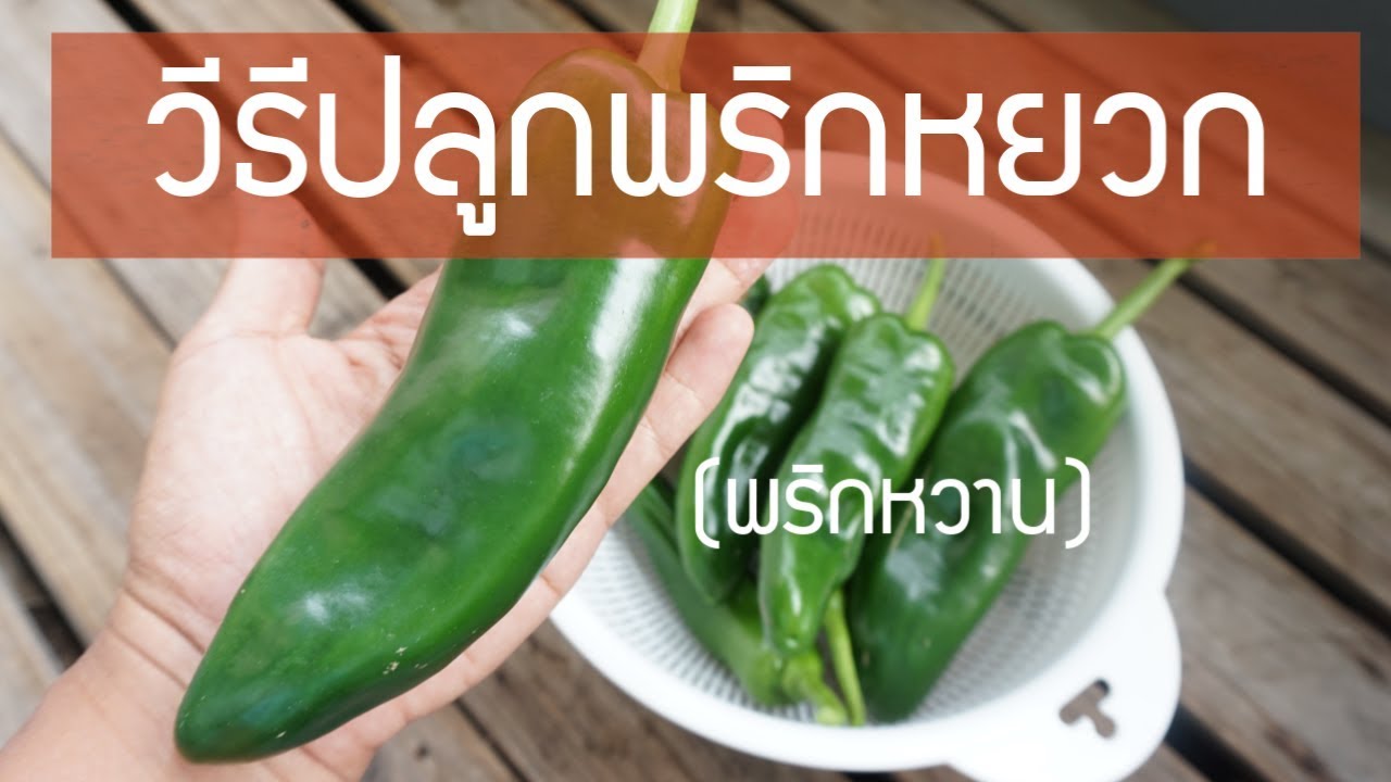 ปลูกผักในกระถาง EP. 46 วิธีปลูกพริกหยวก (พริกหวาน)