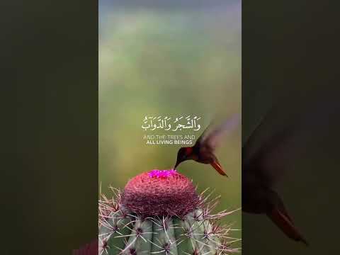 تلاوة جميلة جدا للشيخ الدوسرى 