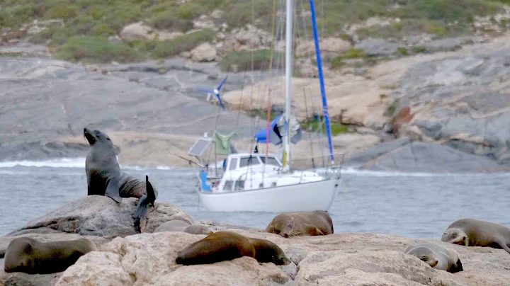 Would you dare swim here? Anchored in a Seal Colony (feat. EAGLE v. DRONE) Free Range Sailing Ep 176 - DayDayNews