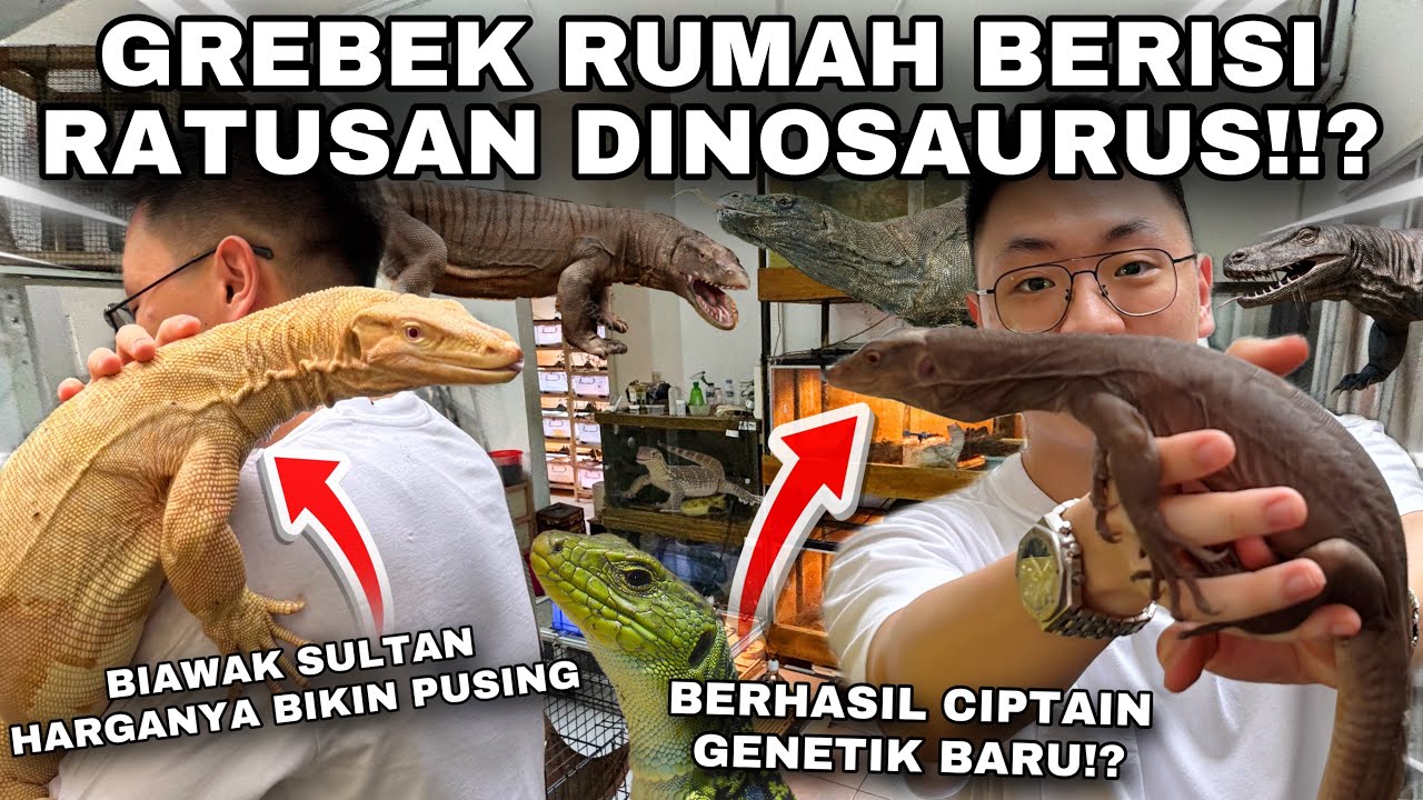 ADA RATUSAN EKOR BIAWAK SULTAN DI DALAM RUMAH INI! GREBEK PETERNAK BIAWAK DENGAN KOLEKSI TERGILA!
