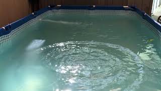 Testing out the 3d printed pool toy torpedos