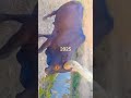 Mayikusai Ujumbe Wa Nziku Jane Office Video Mpya 2026 