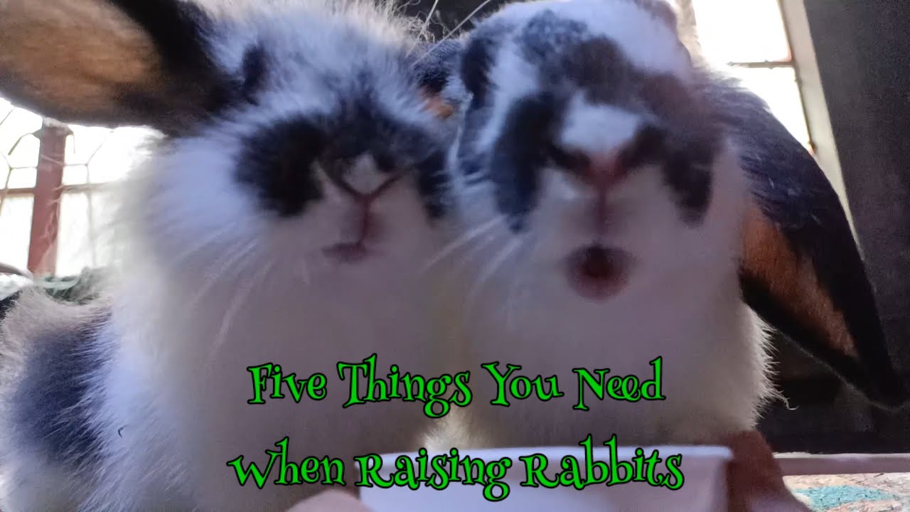 Five Things You Need When Raising Rabbits || All About Rabbits - YouTube