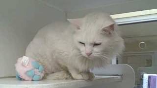 *Transfered to Denver Dumb Friends League* Willie 6251203 Humane Society Colorado Adopt