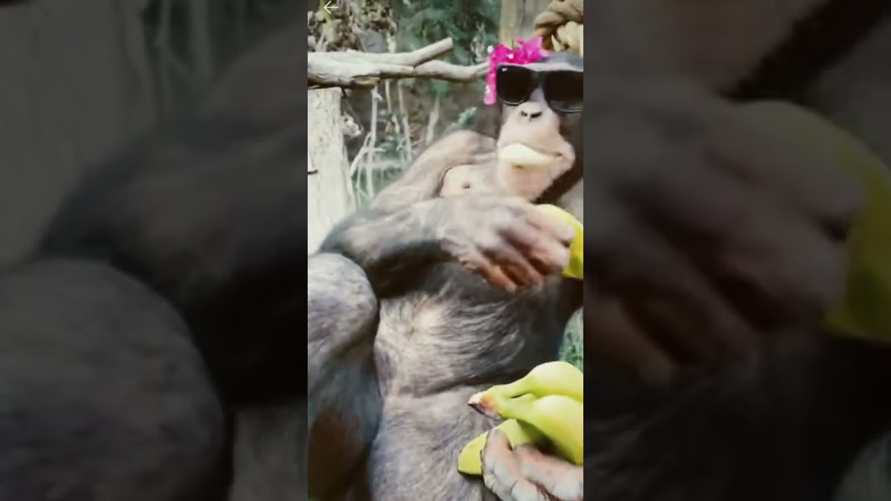 chimpanzee eating banana 