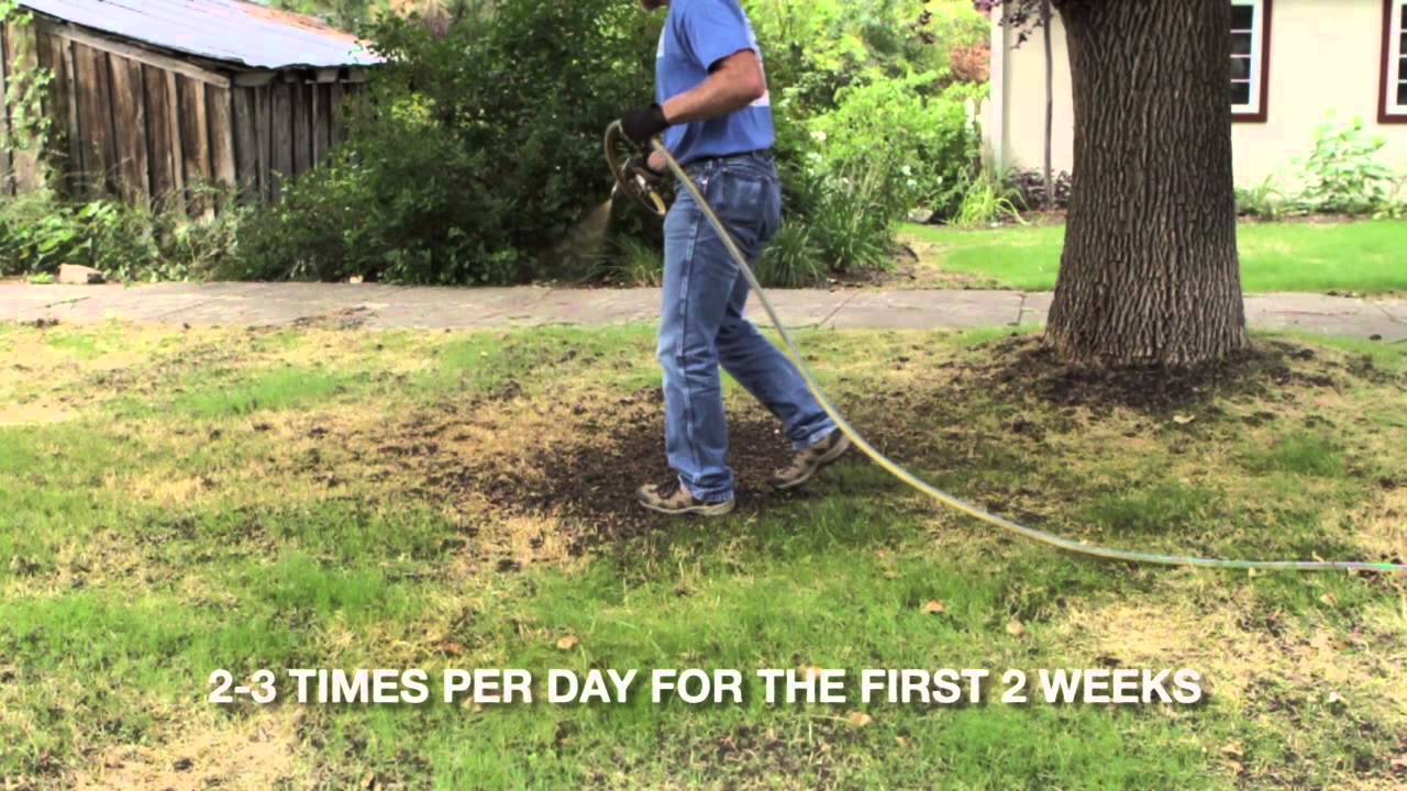 "How to" convert to a Drought Tolerant Lawn - YouTube
