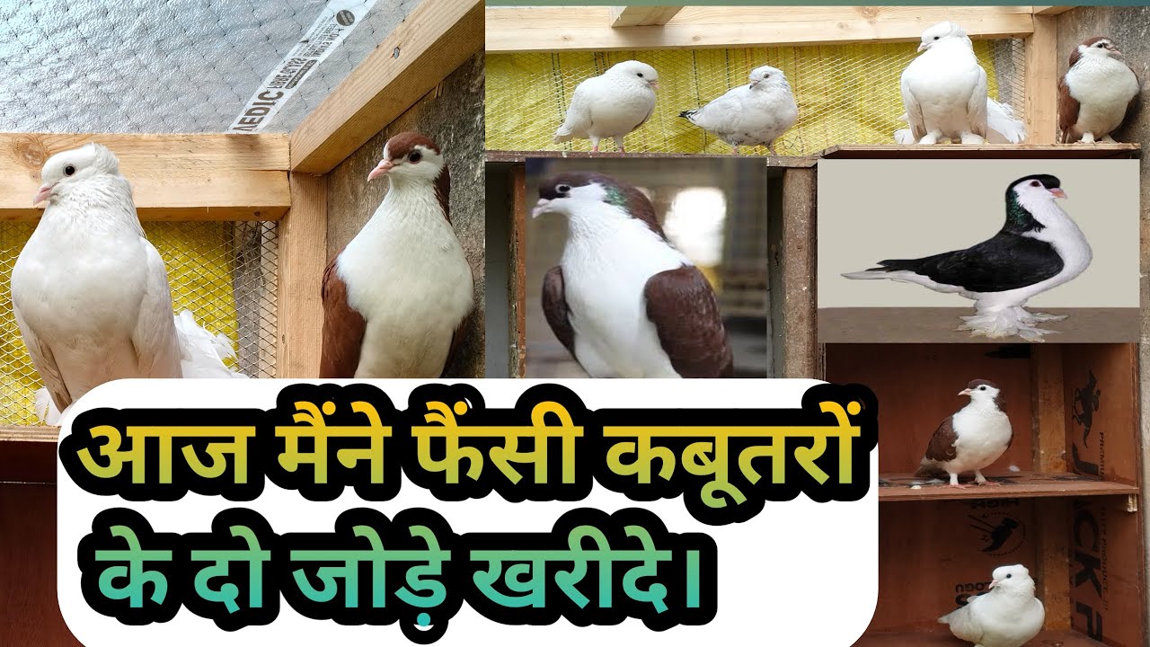आज मैंने कबूतरों के दो जोड़े खरीदे 😎 Today I Bought two Pairs of Pigeons from Jama Masjid Delhi ||