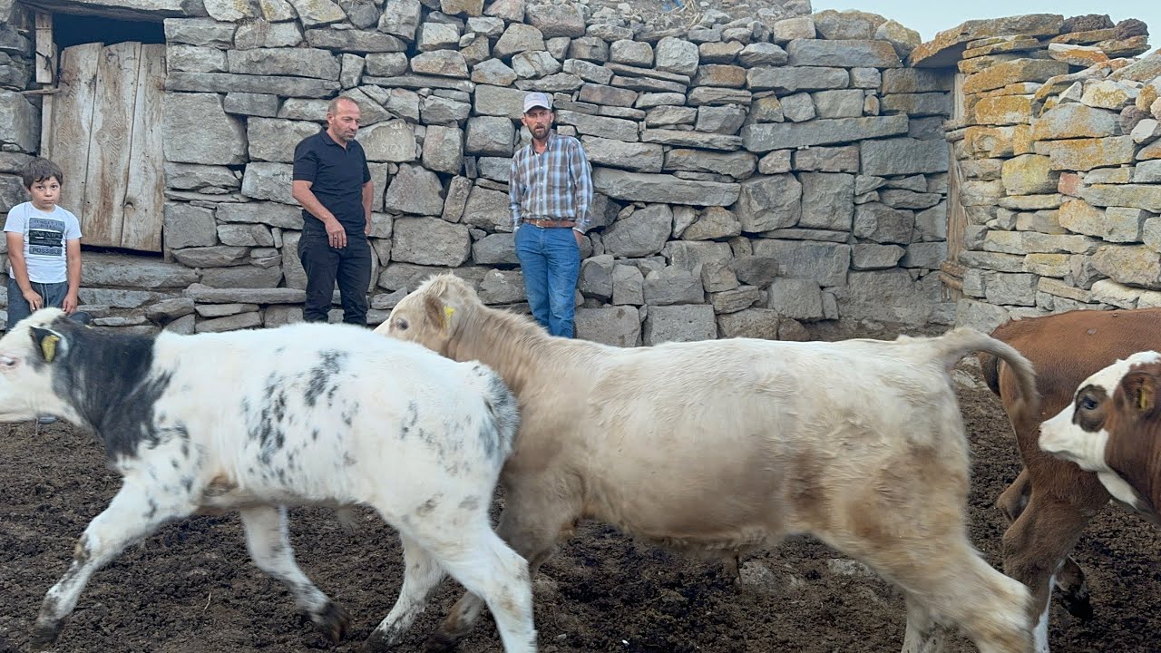 TAŞ DUVALAR İÇİNDE KALİTELİ BESI DANALARI